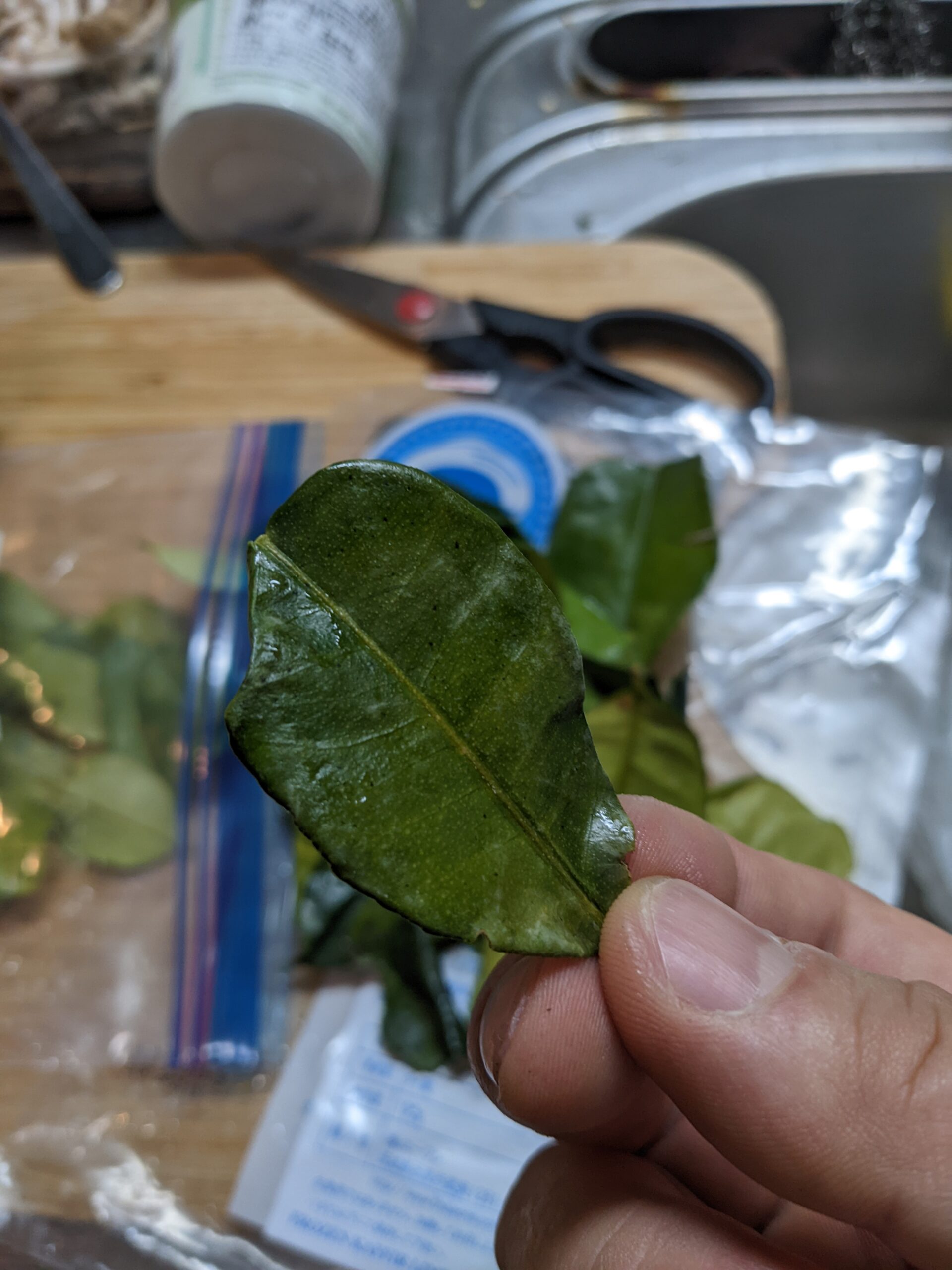 グリーンカレーに入ってる葉っぱ?正体は こぶみかんの葉 本場の味を自宅で! グリーンカレーに入ってる葉っぱ?正体は こぶみかんの葉 本場の味を自宅で!
